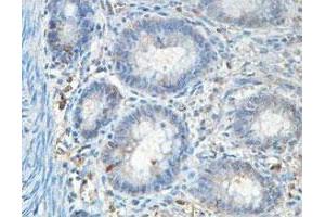 Immunohistochemical analysis of paraffin-embedded human fetal colon showing cytoplasmic staining with ABCF1 polyclonal antibody  at a 1 : 100 dilution.