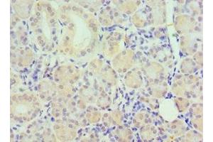 Immunohistochemistry of paraffin-embedded human pancreatic tissue using ABIN7162504 at dilution of 1:100 (PAX6 抗体  (AA 1-300))