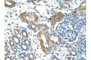 TRIM59 antibody was used for immunohistochemistry at a concentration of 4-8 ug/ml to stain Epithelial cells of renal tubule (arrows) in Human Kidney. (TRIM59 抗体  (Middle Region))