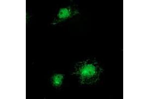 Anti-ITFG2 mouse monoclonal antibody (ABIN2454683) immunofluorescent staining of COS7 cells transiently transfected by pCMV6-ENTRY ITFG2 (RC200818). (ITFG2 抗体)