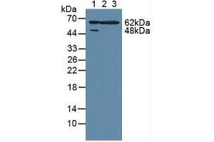 Western blot analysis of (1) Human HeLa cells, (2) Human A549 Cells and (3) Mouse Large Intestine Tissue. (MAPKAP Kinase 2 抗体  (AA 139-367))