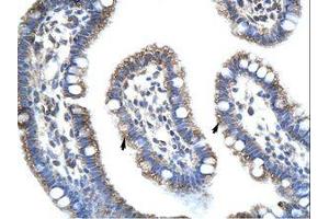 Image no. 1 for anti-Staufen Double-Stranded RNA Binding Protein 1 (STAU1) (AA 131-180) antibody (ABIN203214) (STAU1/Staufen 抗体  (AA 131-180))