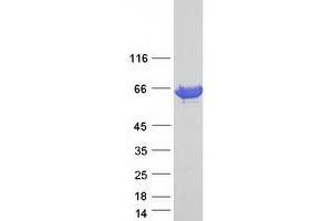 Validation with Western Blot (STIP1 Protein (Myc-DYKDDDDK Tag))