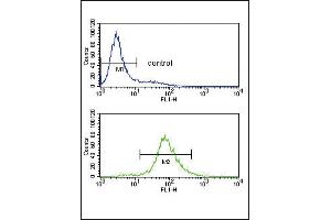 Bcl-6 Antibody (C-term) (ABIN391554 and ABIN2841500) flow cytometry analysis of Jurkat cells (bottom histogram) compared to a negative control cell (top histogram). (BCL6 抗体  (C-Term))