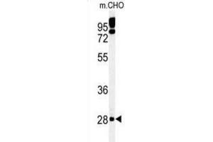 Western Blotting (WB) image for anti-Protein Tyrosine Phosphatase-Like (Proline Instead of Catalytic Arginine), Member B (PTPLB) antibody (ABIN3002188)