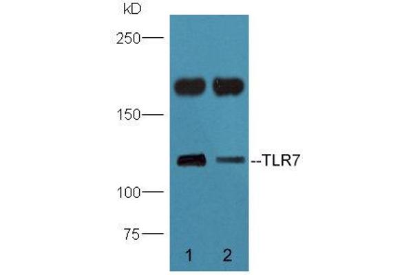 TLR7 抗体  (AA 461-560)