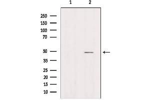 Western blot analysis of extracts from Hela, using AZI2 Antibody. (AZI2 抗体  (N-Term))