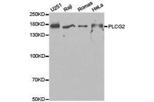 Western Blotting (WB) image for anti-Phospholipase C gamma 2 (PLCG2) antibody (ABIN1874161) (Phospholipase C gamma 2 抗体)