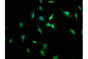 Immunofluorescence staining of U251 cells with ABIN7157954 at 1:66, counter-stained with DAPI. (RANBP3L 抗体  (AA 170-295))