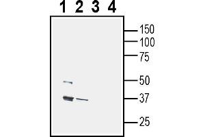anti-CD38 (AA 131-145), (Extracellular) antibody