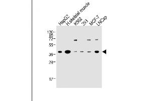 Western Blotting (WB) image for anti-Olfactory Receptor, Family 2, Subfamily H, Member 2 (OR2H2) (AA 276-302), (C-Term) antibody (ABIN652976)