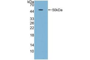 Western blot analysis of recombinant Human GDF5. (GDF5 抗体  (AA 86-501))