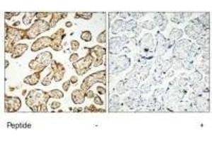 Immunohistochemistry analysis of paraffin-embedded human placenta tissue, using GNE antibody. (GNE 抗体  (C-Term))