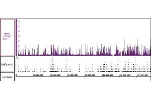 PBRM1 antibody (pAb) tested by ChIP-Seq. (Polybromo 1 抗体  (N-Term))