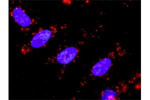Proximity Ligation Analysis of protein-protein interactions between HSPA1L and MAP3K7IP1. (TAB1 抗体  (AA 3-100))