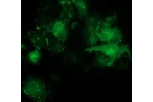 Anti-PDLIM2 mouse monoclonal antibody (ABIN2454448) immunofluorescent staining of COS7 cells transiently transfected by pCMV6-ENTRY PDLIM2 (RC210022). (PDLIM2 抗体)
