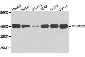 Western blot analysis of extract of various cells, using MRPS22 antibody. (MRPS22 抗体)