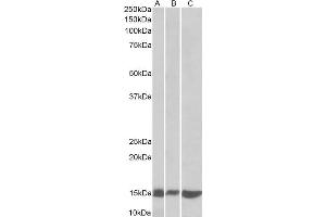 ABIN5539726 (0. (LGALS1/Galectin 1 抗体  (N-Term))