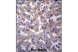 PRCP Antibody (N-term) (ABIN657308 and ABIN2846386) immunohistochemistry analysis in formalin fixed and paraffin embedded human liver tissue followed by peroxidase conjugation of the secondary antibody and DAB staining. (PRCP 抗体  (N-Term))