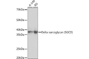 Western blot analysis of extracts of various cell lines, using Delta-sarcoglycan (SGCD) Rabbit mAb (ABIN7270144) at 1:1000 dilution. (SGCD 抗体)