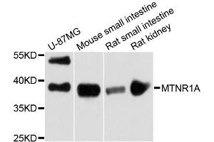 Western blot analysis of extracts of various cell lines, using MTNR1A antibody. (Melatonin Receptor 1A 抗体)