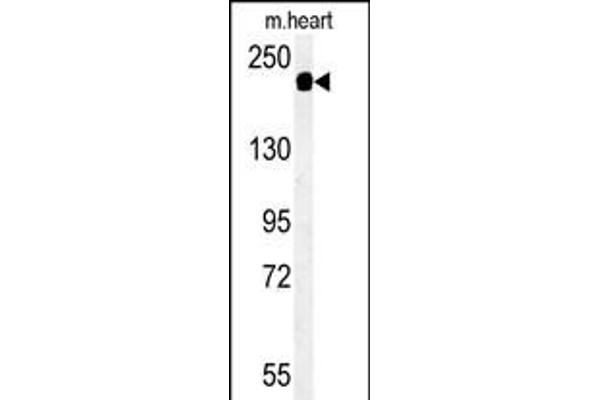 SAMD9L 抗体  (C-Term)