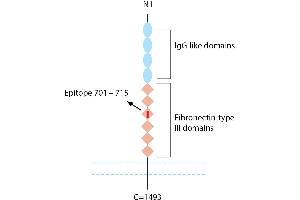anti-Neogenin 1 (NEO1) (AA 701-715), (Extracellular) antibody (FITC)