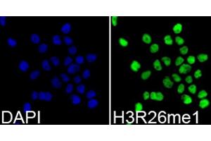 Immunofluorescence analysis of 293T cells using Monomethyl-Histone H3-R26 antibody (ABIN5969833). (Histone 3 抗体  (H3R26me))