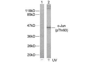 Western blot analysis of extract from HeLa cells untreated or treated with (C-JUN 抗体  (pThr93))