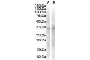 Western Blotting (WB) image for anti-Wingless-Type MMTV Integration Site Family, Member 4 (WNT4) (AA 23-36) antibody (ABIN291131) (WNT4 抗体  (AA 23-36))