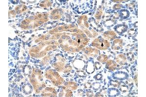 PDE9A antibody was used for immunohistochemistry at a concentration of 4-8 ug/ml to stain Epithelial cells of renal tubule (arrows) in Human Kidney. (PDE9A 抗体  (N-Term))