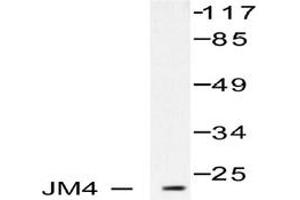 Image no. 1 for anti-PRA1 Domain Family, Member 2 (PRAF2) antibody (ABIN265488) (PRAF2 抗体)