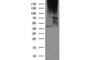 Image no. 1 for anti-Mab-21-Like 3 (MAB21L3) antibody (ABIN1497030) (MAB21L3 抗体)