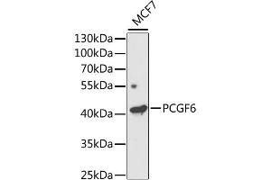 Western blot analysis of extracts of MCF7 cells, using PCGF6 antibody (ABIN2564409) at 1:1000 dilution. (PCGF6 抗体)