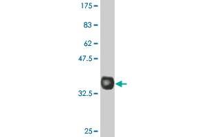 Western Blot detection against Immunogen (35. (GFRA1 抗体  (AA 32-119))