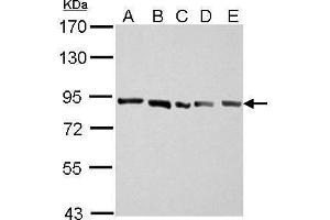 WB Image APLP2 antibody [N1N2], N-term detects APLP2 protein by Western blot analysis. (APLP2 抗体  (N-Term))