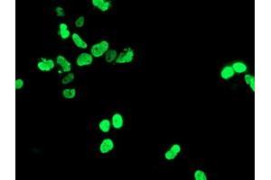 Anti-HOXC11 mouse monoclonal antibody (ABIN2454336) immunofluorescent staining of COS7 cells transiently transfected by pCMV6-ENTRY HOXC11 (RC201475). (HOXC11 抗体  (AA 1-304))