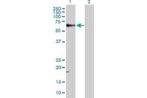 Western Blot analysis of TGFB1 expression in transfected 293T cell line by TGFB1 MaxPab polyclonal antibody. (TGFB1 抗体  (AA 1-390))