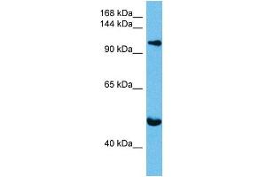 Host:  Mouse  Target Name:  KIF23  Sample Tissue:  Mouse Brain  Antibody Dilution:  1ug/ml (KIF23 抗体  (N-Term))