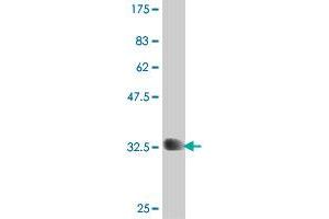 Western Blot detection against Immunogen (34. (PGK2 抗体  (AA 268-339))