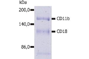 Immunoprecipitation of human CD11b/CD18 heterodimer from the lysate of washed PBMC isolated from healthy donor. (CD11b 抗体  (APC))