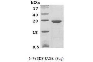 SDS-PAGE (SDS) image for Phosphoserine Phosphatase (PSPH) protein (ABIN666688) (PSPH 蛋白)
