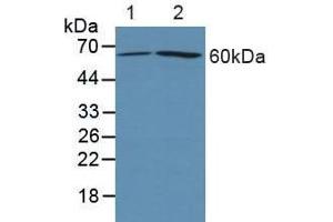 Western blot analysis of (1) Human 293T cells and (2) Human HeLa cells. (PTGS2 抗体  (AA 418-589))