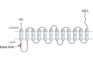Representative domain view of the target of ABIN7043687.