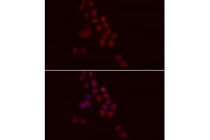 Immunofluorescence (IF) image for anti-Histone H1 (AA 1-105) antibody (ABIN1680148)
