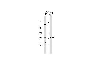 All lanes : Anti-NGEF Antibody (C-term) at 1:2000 dilution Lane 1: A431 whole cell lysates Lane 2: PC-3 whole cell lysates Lysates/proteins at 20 μg per lane. (NGEF 抗体  (C-Term))