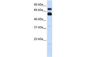 WB Suggested Anti-VISA Antibody Titration:  0. (MAVS 抗体  (C-Term))