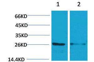 Western Blotting (WB) image for anti-14-3-3 epsilon (YWHAE) antibody (ABIN3188035) (YWHAE 抗体)