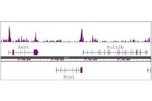 Histone H3R8me2a antibody (pAb) tested by ChIP-Seq.