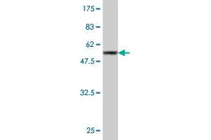 Western Blot detection against Immunogen (55. (GCLM 抗体  (AA 1-274))